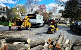 Trusted Bayside, WI Tree Care Experts